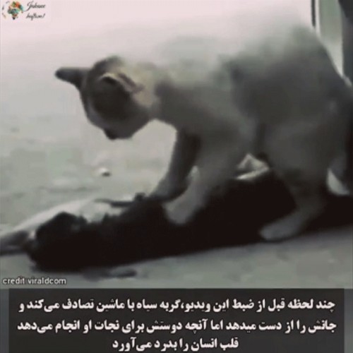 فیلمی دردناک از آخرین تلاش های گربه برای نجات همنوعش