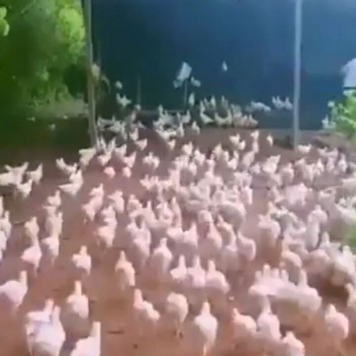 (فیلم) فیلمی خنده دار از یک لشکرکشی مرغی!