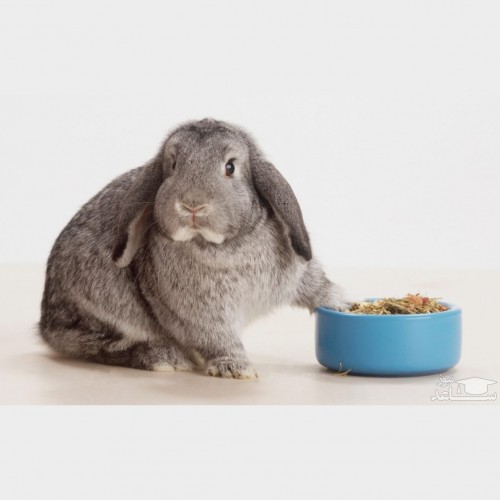 غذاهای مفید و مضر برای خرگوش