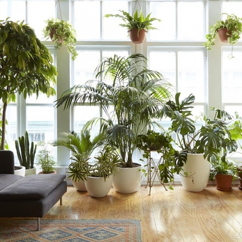 گیاهان آپارتمانی نشاط آور و ضد استرس