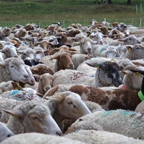 گله گوسفندی که ۱۲ روز بدون توقف به دور خود چرخید + فیلم