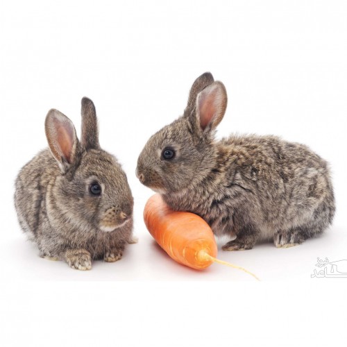 هویج دادن به خرگوش چه فواید و مضراتی دارد؟