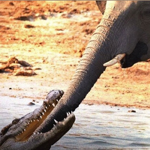 (فیلم) لحظه حمله کروکودیل به فیل بالغ