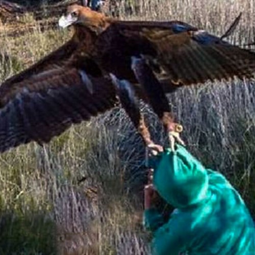 (فیلم) حمله نفس گیر عقاب به یک دختر 