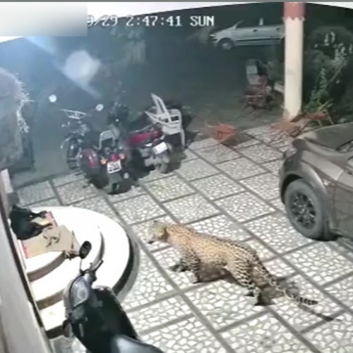(فیلم) حمله پلنگ گرسنه به سگ نگهبان 