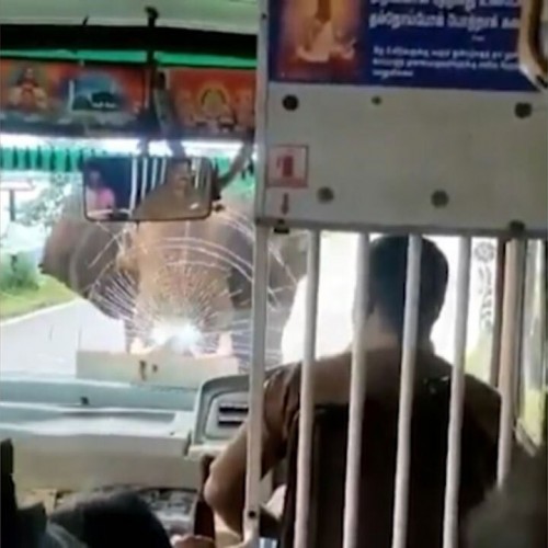 (فیلم) حمله وحشتناک فیل خشمگین به اتوبوس 