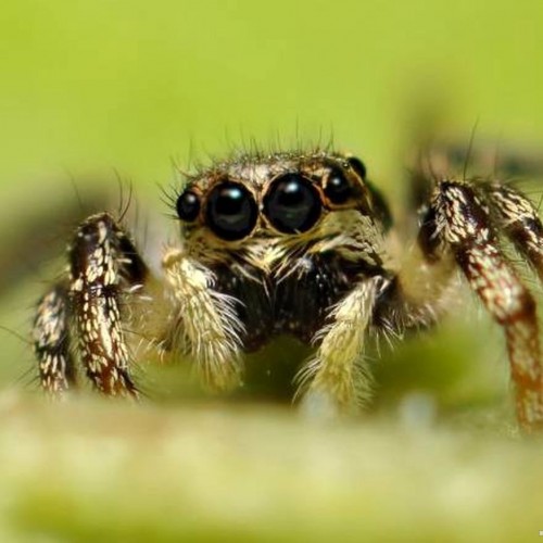 حقایق بسیار جالب درباره چشمان عنکبوت