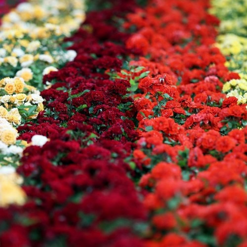 ईरान के फूल उत्पादक यूरोप को निर्यात होते हैं