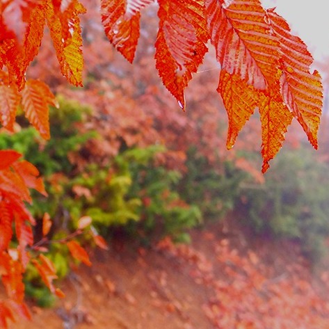 Iran's Hyrcanian forests, colorful, spectacular in autumn