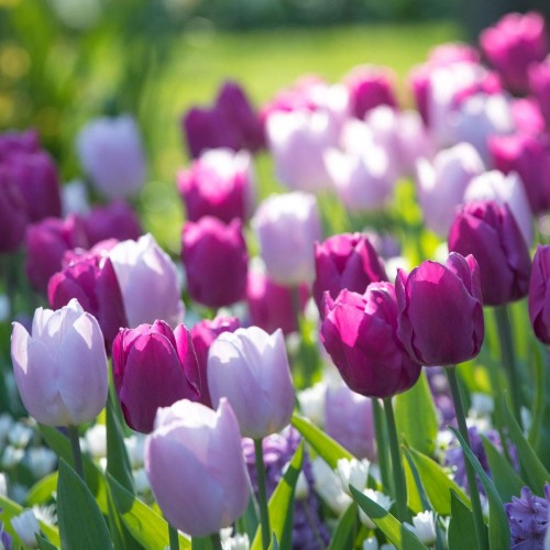 جذاب ترین متن تبریک به مناسبت روز ملی گل و گیاه