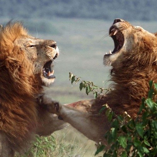 (فیلم) جنگ خونین ۲ شیر نر خشمگین با یکدیگر