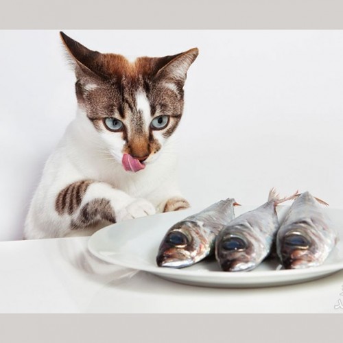 خطرات خوردن ماهی توسط سگ ها و گربه ها