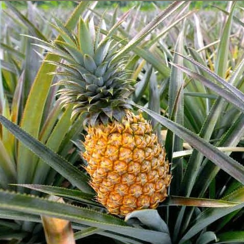 خواص آناناس برای سلامتی بدن