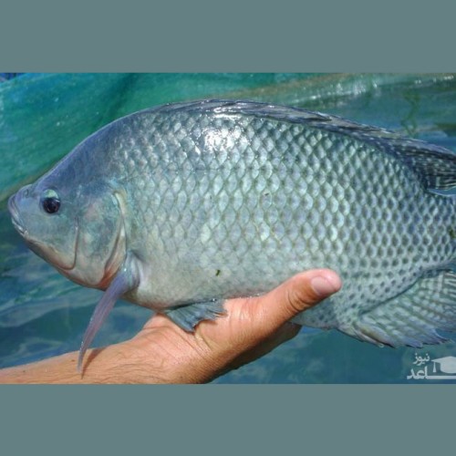 خواص ماهی تیلا پیلا برای سلامتی چیست؟