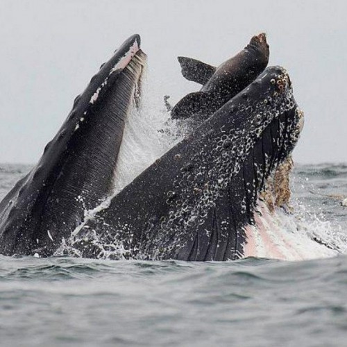 (فیلم) خودنمایی نهنگ گوژپشت مقابل قایق گردشگران در خلیج مونتری کالیفرنیا 