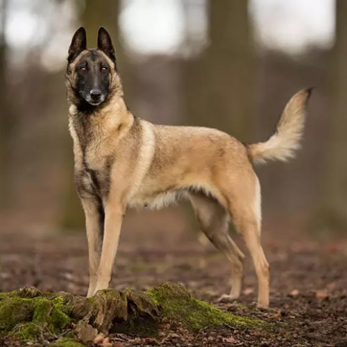 خصوصیات و ویژگی های سگ نژاد مالینویز بلژیکی