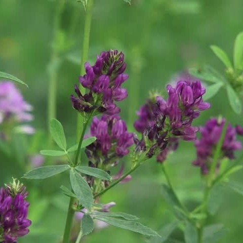 خواص گیاه یونجه برای پوست و مو