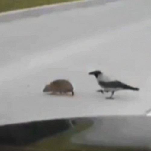 (فیلم) کمک یک کلاغ به جوجه تیغی برای عبور از خیابان!