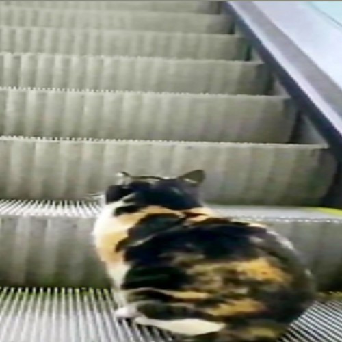 (فیلم) کمک یک شهروند به گربه برای بالا رفتن از پله برقی