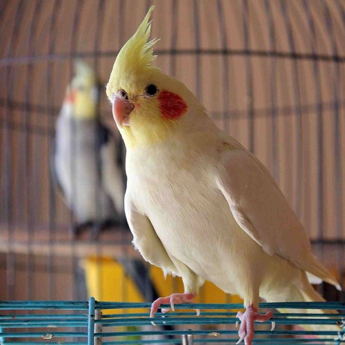 کدام مواد غذایی باعث مسموم شدن پرنده می شود؟