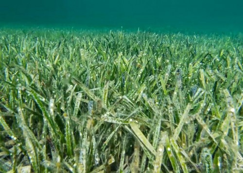 کشف بزرگترین گیاه دنیا به اندازه ۲۰ هزار زمین فوتبال! +(ویدئو)