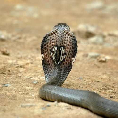 کشف ۲۰۰خزنده خطرناک از بار یک مسافر در فرودگاه !