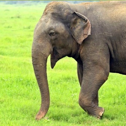 (فیلم) له شدن جوان روستایی توسط فیل عصبانی 
