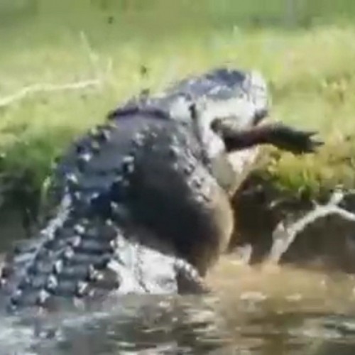 (فیلم) لحظه دردناک بلعیدن بچه تمساح توسط تمساحی غول پیکر 