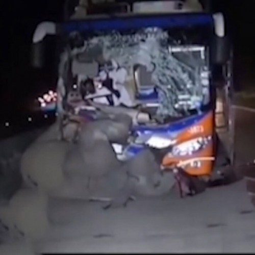 (فیلم)لحظه تصادف شدید فیل با اتوبوس 