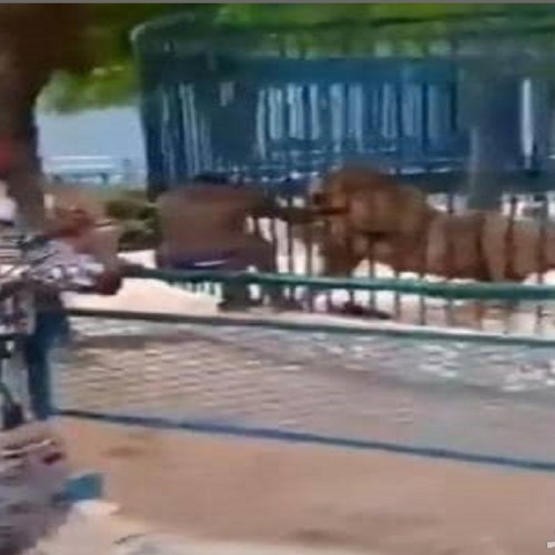 (فیلم) لحظه وحشتناک حمله شیر به کارگر باغ وحش