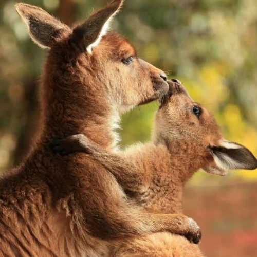 مهر مادری در دنیای حیوانات
