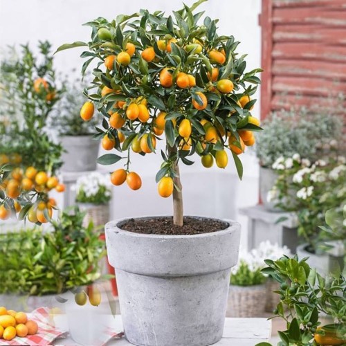 موثرترین روش پرورش و نگهداری از گیاه پرتقال زینتی