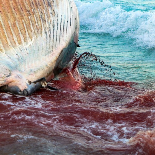 (فیلم) مرگ دومین نهنگ در سواحل کیش