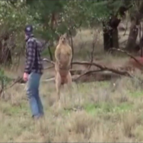 (فیلم) مشت زدن یک مرد به صورت کانگورو برای نجات سگ 