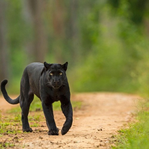 Mysterious Presence of a Black Panther Has Spread an Atmosphere of Terror across Bari in Italy