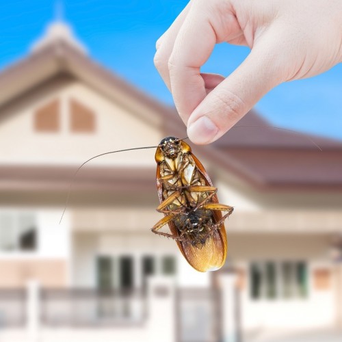 نحوه دور کردن و از بین بردن حشرات موذی در خانه