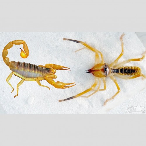 (فیلم) نبرد هولناک عنکبوت شتری با عقرب سمی 