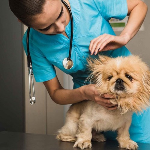 نشانه های شکستگی استخوان در سگ و روش های درمان