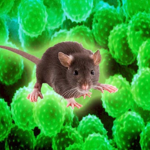 نگرانی دانشمندان از شیوع انتقال ویروسی «حیوانی» به انسان