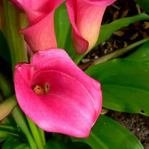 نحوه پرورش و نگهداری گل شیپوری