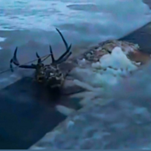 (فیلم) نجات گوزن قرمز از یک رودخانه یخ زده 