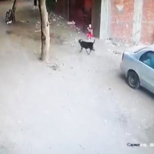 (فیلم) نجات کودک از دندان‌های سگ ولگرد توسط گربه!