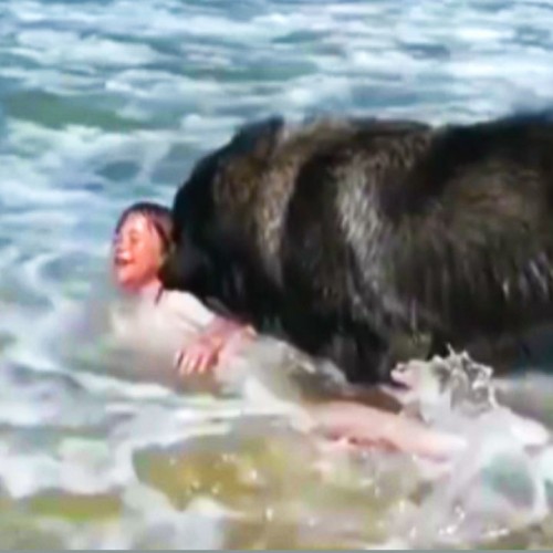 (فیلم) نجات کودک از غرق شدن توسط یک سگ با وفا 