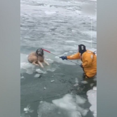 (فیلم) نجات سگ گیر افتاده در وسط دریاچه یخ زده