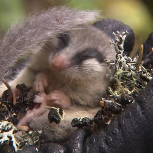 (ویدئو) کشف یک حیوان کمیاب شبیه اسباب‌بازی کودکان