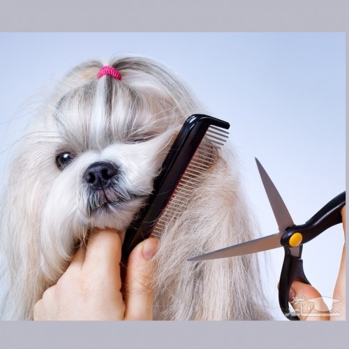 نکاتی درباره کوتاه کردن موی سگ در تابستان