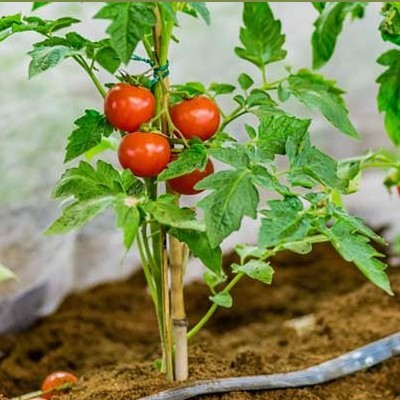 روش های کاشت گوجه فرنگی در گلدان و باغچه