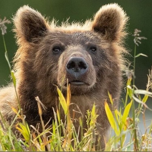 (فیلم) رهاسازی یک توله خرس پس از مداوا در دامان طبیعت