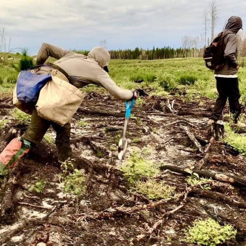 رکورد عجیب گینس؛ جوان ۲۳ ساله ۲۳۰۶۰ درخت در ۲۴ ساعت کاشت +فیلم
