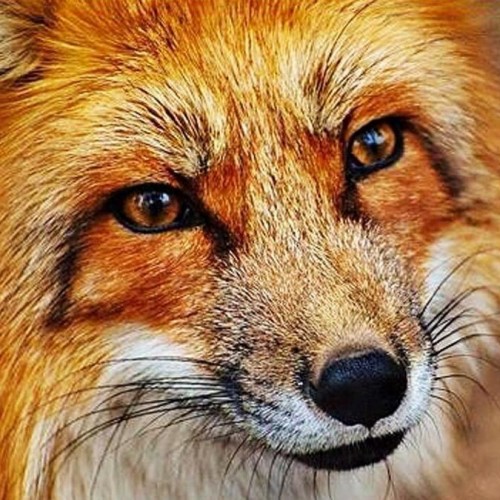 روباهِ دوپایی که مانند انسان حرکت می‌کند! + فیلم